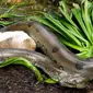 Seekor anaconda berukuran besar menyerang anjing peliharaan. Berikut detik-detik pertarungan mereka