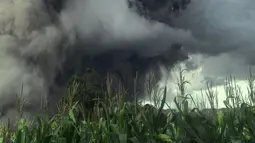 Kepulan asap membubung tinggi akibat erupsi Gunung Sinabung di Kabupaten Karo, Provinsi Sumatera Utara, Rabu (27/12). Akibat erupsi ini ribuan penduduk sekitar terkena dampak langsung hujan abu vulkanik. (Liputan6.com/Pool/BNPB)