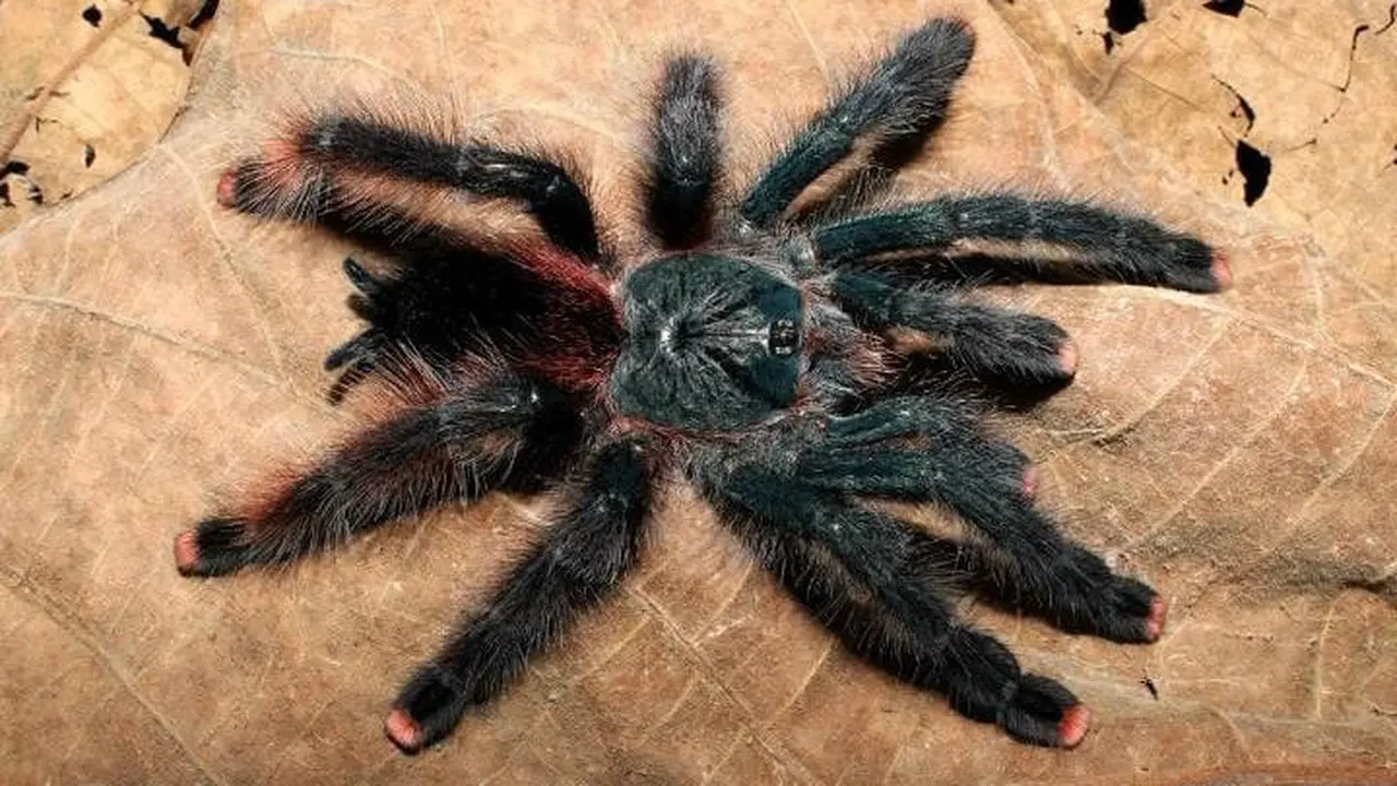 Avicularia avicularia, salah satu tarantula pemakan burung