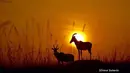 Hasil jepretan Silvana Regina Sutanto saat berpetualangan menikmati alam bebas di Masai Mara National Reserve, Kenya. Foto yang diunggah tersebut berupa sepasang rusa dengan latar belakang sunset. (instagram.com/silsutantophoto)