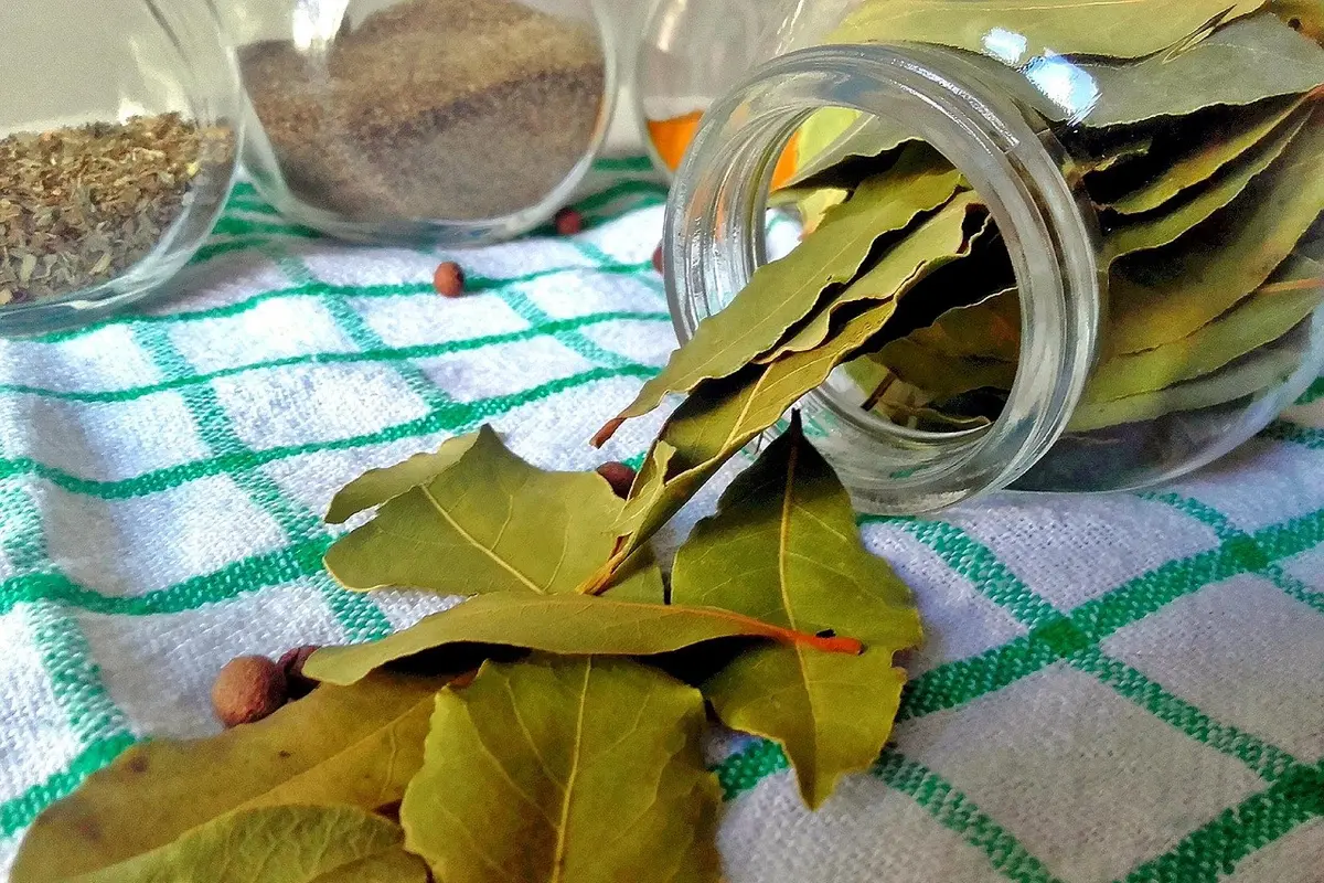 cara merebus daun salam untuk asam urat dan kolesterol
