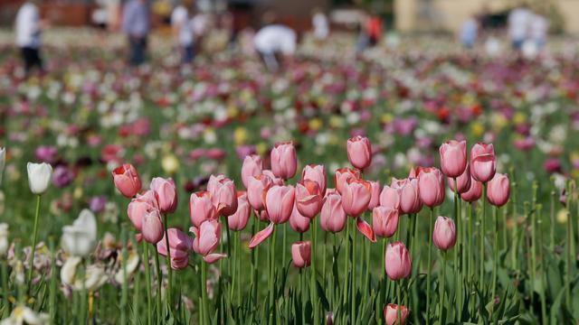 Bunga Tulip Merekah di Kota Milan