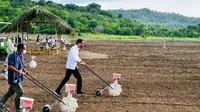 Presiden Jokowi melakukan penanaman jagung bersama masyarakat di Kabupaten Belu, Provinsi Nusa Tenggara Timur, Kamis (24/3/2022). (Biro Pers Sekretariat Presiden)