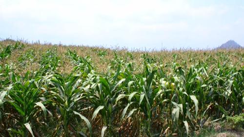 Blitar Bakal Panen Jagung Hingga 40.800 Ton