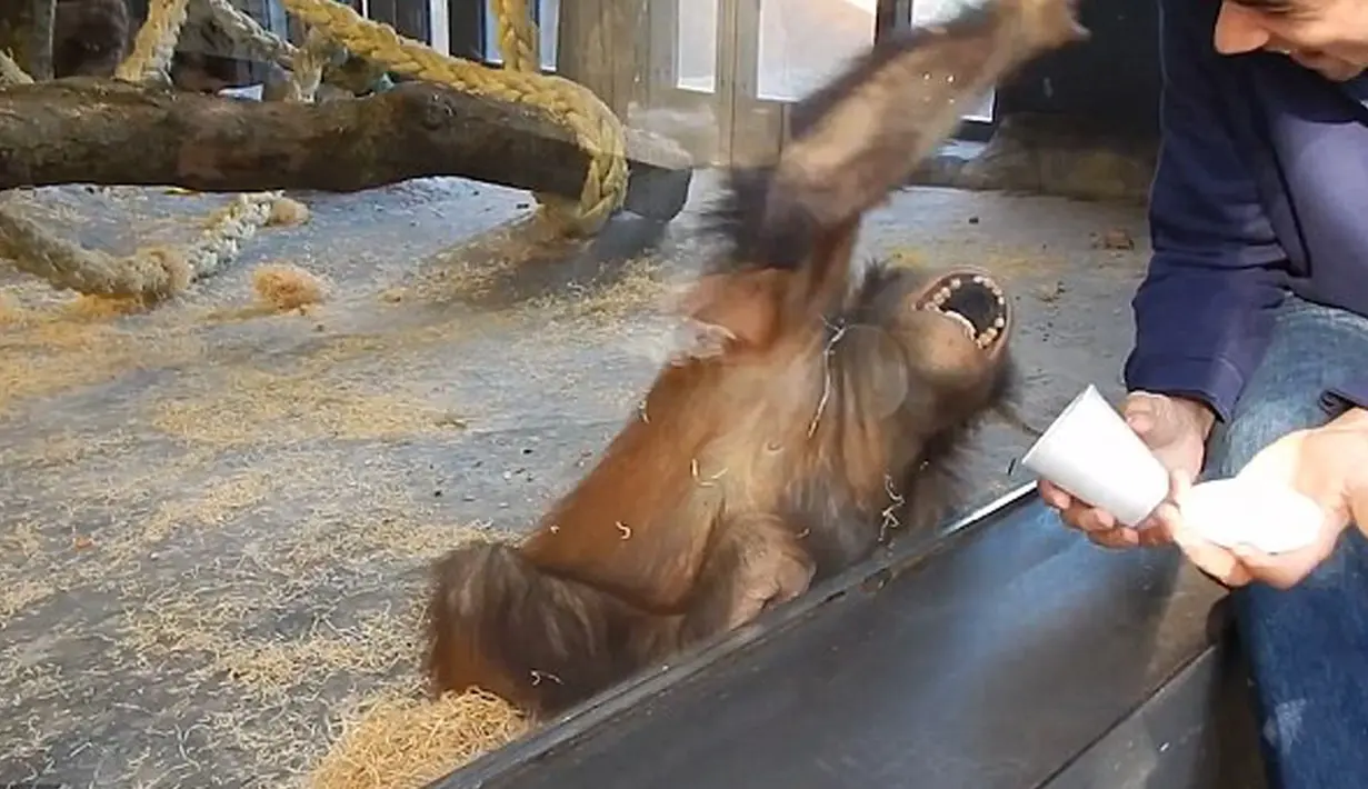 Seekor Orangutan yang menjadi koleksi kebun binatang di Amerika Serikat membuka mulutnya lebar-lebar dan berguling ke belakang setelah menyaksikan sebuah trik sulap sederhana yang dilakukan salah seorang pengunjung. (dailymail.co.uk)