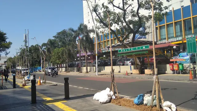 Pohon-pohon tabebuya telah berdiri tegak, tertanam di sepanjang trotoar Cikina, Jakarta. (Liputan6.com/Ade Nasihudin Al Ansori)
