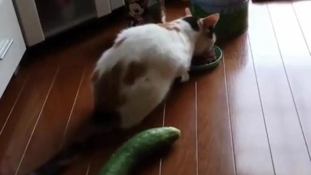 Video Kucing Kaget Lihat Mentimun Timbulkan Kontroversi