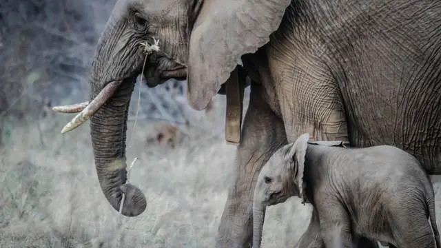 Fakta gajah