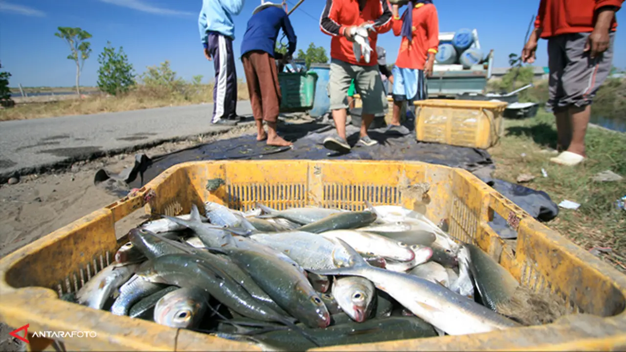ikan-bandeng-130904b.jpg