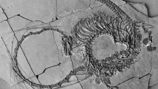 Ilustrasi fosil Dinocephalosaurus