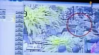 Rekaman CCTV kegiatan Jessica di Kafe Olivier dianalisis detik demi detik oleh saksi ahli digital forensik.