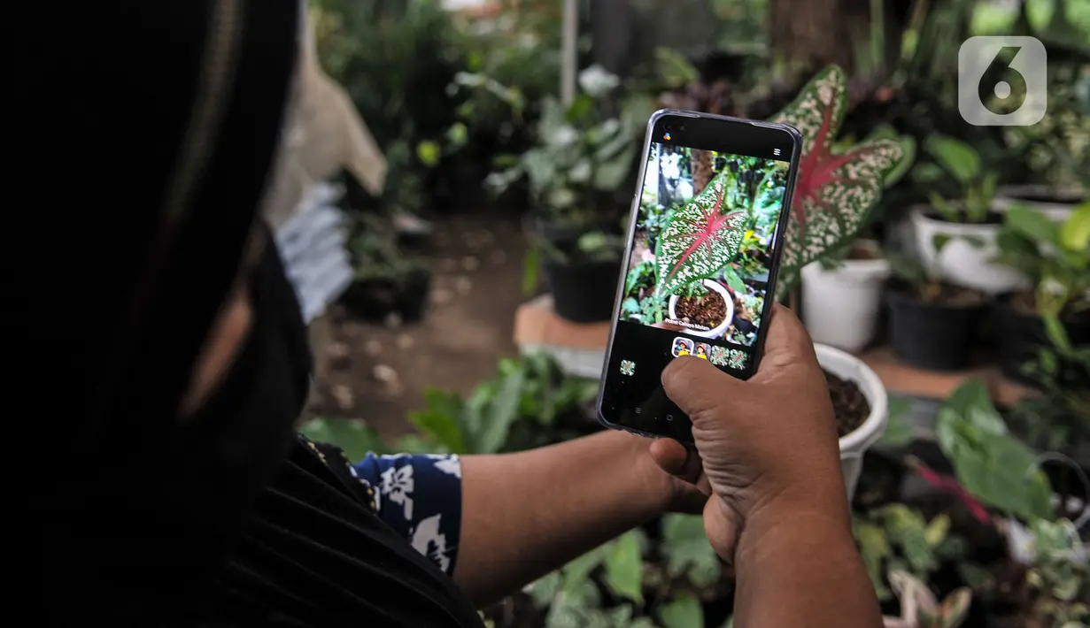 Pedagang memotret tanaman hias untuk dipasarkan secara daring di kawasan Cipayung, Depok, Jawa Barat, Minggu (27/9/2020). Meningkatnya hobi masyarakat dalam berkebun di rumah semenjak PSBB diterapkan menyebabkan harga tanaman hias moroket hingga 10 kali lipat. (merdeka.com/Iqbal S. Nugroho)
