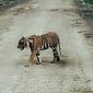 Harimau sumatera, Bonita, sebelum dievakuasi dari perkampungan di Kabupaten Indragiri Hilir. (Liputan6.com/Dok BBKSDA Riau/M Syukur)
