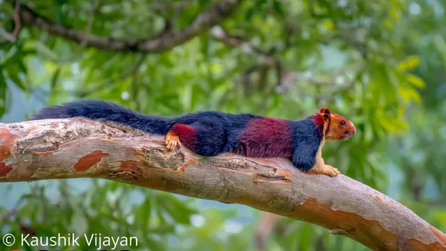 Tupai raksasa malabar