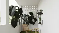 9 Ide Menata Teras Sempit agar Sejuk dengan Tanaman Pot Daun Lebar: Solusi Asri di Iklim Tropis