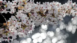 Bunga sakura yang sedang mekar terlihat di Tokyo, Jepang, Senin (30/3/2015). Warga Jepang menikmati masa-masa mekarnya bunga sakura di seluruh negeri mereka. (REUTERS/Toru Hanai)