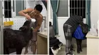 Nekat Pelihara Anak Kerbau di Dalam Apartemen, Mantan Petinju Ini Diusir Dua Kali