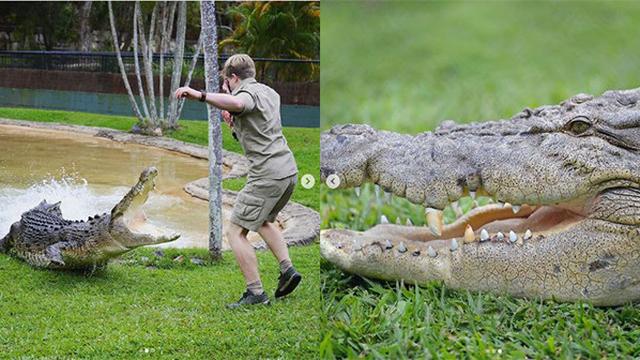 Robert Irwin bersama buaya yang memiliki gigi raksasa yang copot