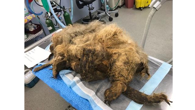 Anjing Ini Hampir Mati Karena Bulu Kusutnya, Ini 7 Potret Penyelamatannya