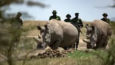 Dua badak betina putih, Fatu (19) dan Najin (30) merumput di kandang suaka margasatwa Ol Pejeta, 23 Agustus 2019. Para pakar hewan di Kenya berhasil mengambil telur-telur dari dua ekor badak putih yang masih tersisa di bumi, dalam upaya menyelamatkan spesies itu dari kepunahan. (AP/Ben Curtis)