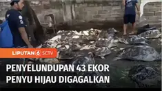 TNI Angkatan Laut menggagalkan penyelundupan puluhan ekor penyu di Jembrana, Bali. Diduga diselundupkan dari perairan Madura, untuk diperjualbelikan di Pulau Dewata.