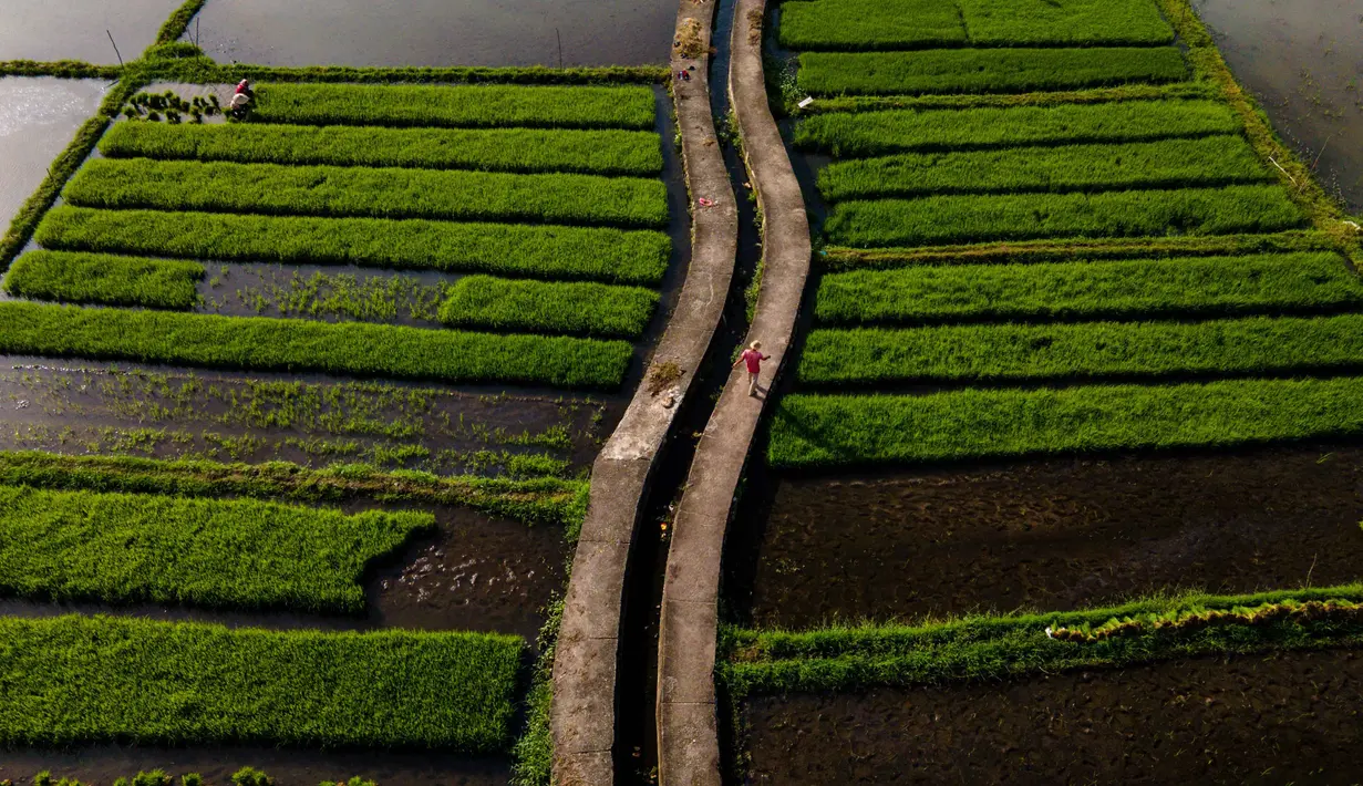 Ini menjadi indikasi positif bagi sektor pertanian di Provinsi Aceh. Tampak dalam foto, seorang petani berjalan di sepanjang saluran irigasi di sawah di Lhoknga, Provinsi Aceh, pada Kamis 20 November 2025. (CHAIDEER MAHYUDDIN/AFP)