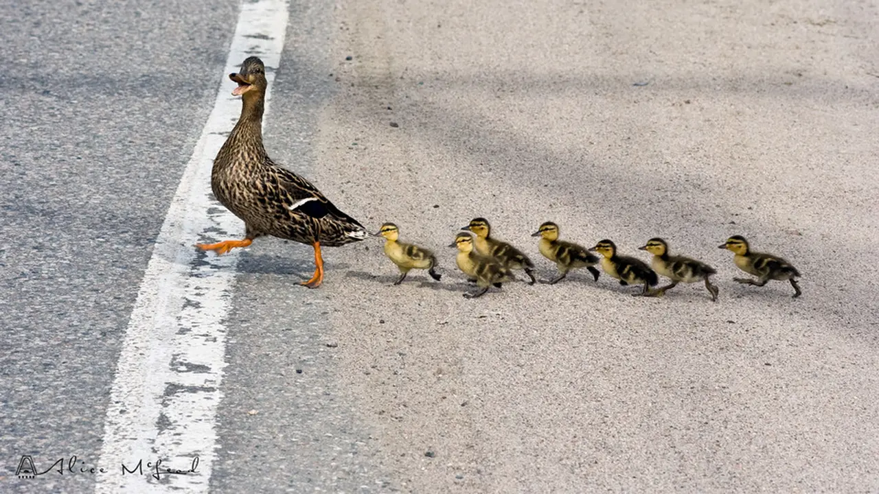 Ilustrasi bebek. (Viewbug.com)