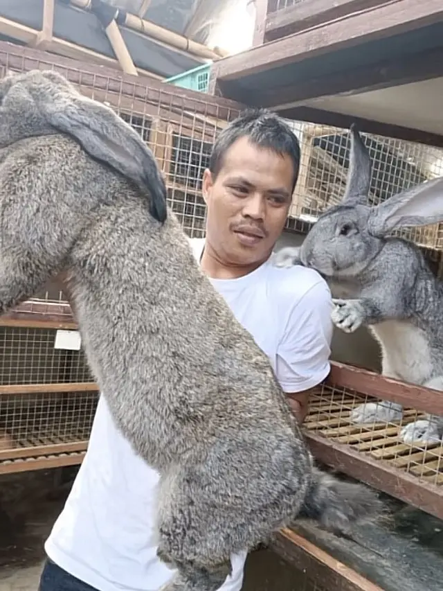 6 Potret Kelinci Raksasa Jenis Flemish, Ukuran Tubuh Bisa Sebesar Manusia