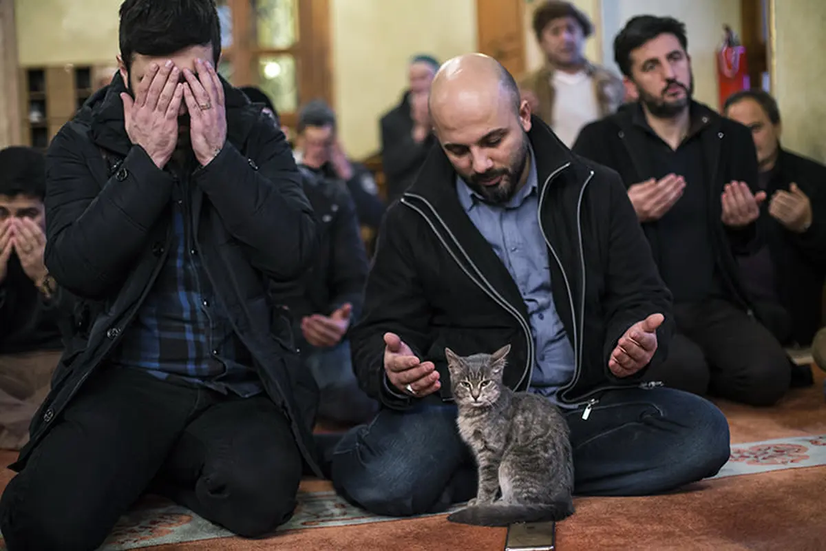 [Bintang] Kucing di Masjid Aziz Mahmud Hüdayi 