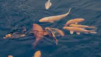 7 Penyebab Ikan Mas Sering 'Megap-megap' di Permukaan Air dan Solusinya