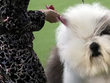 Pemilik menyikat bulu anjing gembala Old English miliknya bernama Let It Go Blu Mtn pada acara Best of Breed selama pertunjukan anjing Westminster Kennel Club di New York, Senin (11/2). (AP Photo/Wong Maye-E)