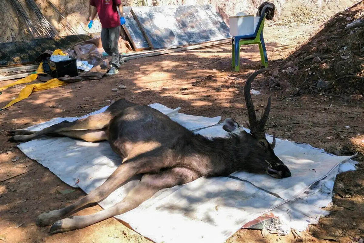 Rusa Mati di Thailand