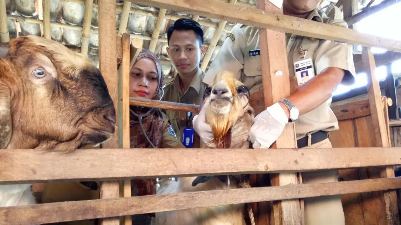 pemeriksaan kesehatan hewan kurban