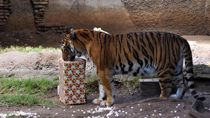 Seekor harimau mengendus hadiah yang dibawa pengunjung sebagai bagian dari tradisi Natal di La Aurora Zoo, Guatemala City pada Kamis (19/12/2019). Hari Natal yang jatuh pada 25 Desember membuat sejumlah kebun binatang turut merayakannya dengan cara yang unik. (Orlando  ESTRADA/AFP)