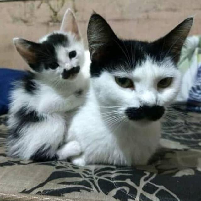 6 Potret Ibu Kucing dan Anaknya Punya Corak Tubuh Sama, Momen Langka