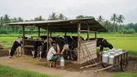 10 Usaha Ternak Harian yang Hasilnya Bisa Dijual ke Warung, Kerap Laku Keras