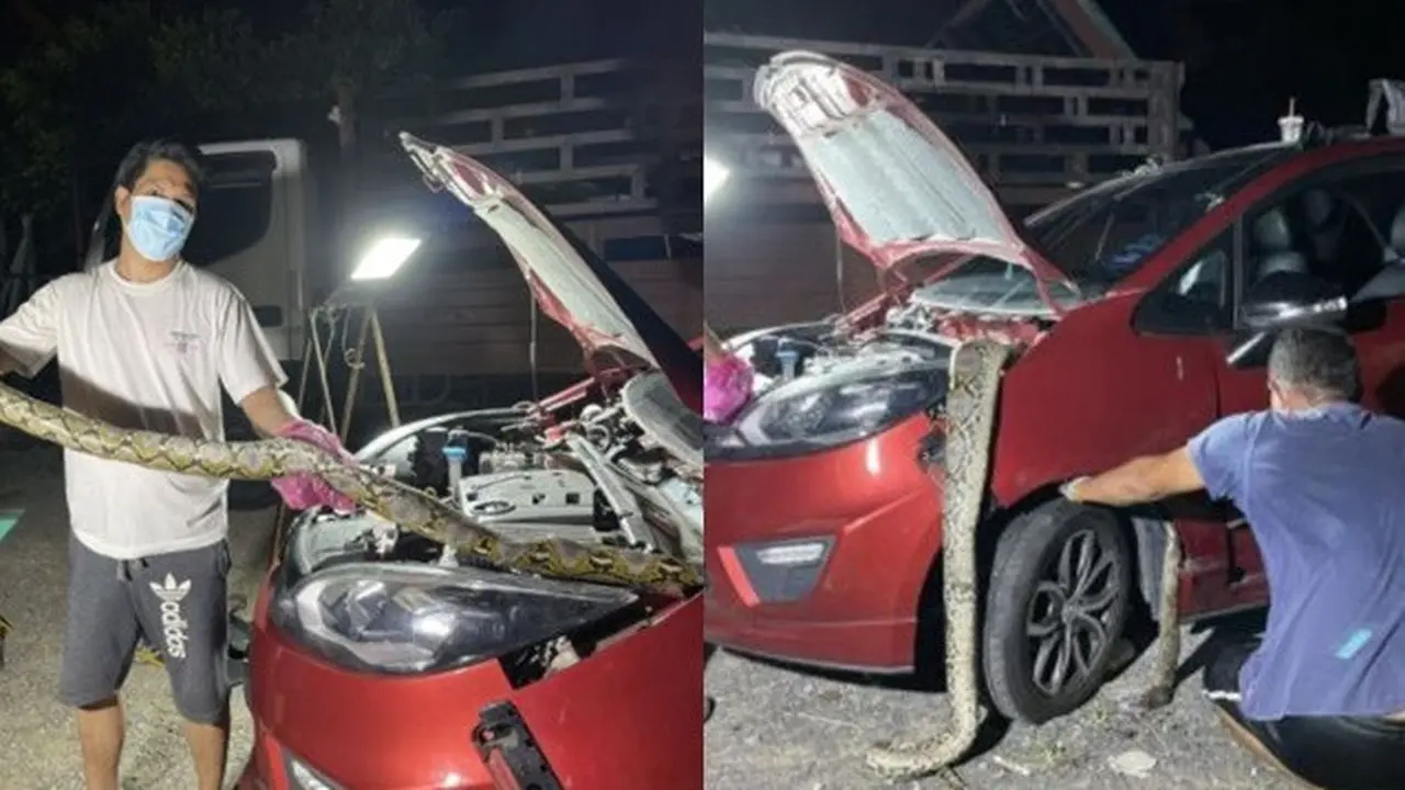 Ada Darah dan Tercium Bau Busuk, Wanita Ini Kaget Mobilnya Jadi Sarang Ular