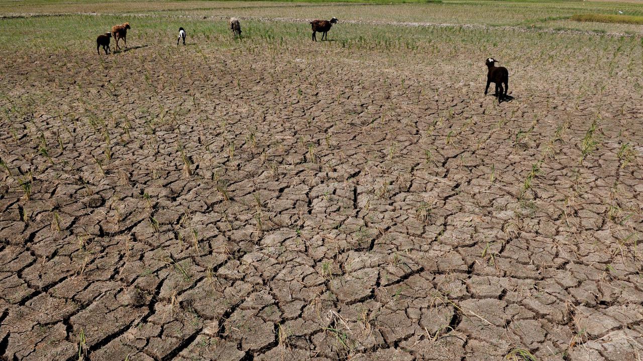 20150729-Sawah-Kekeringan