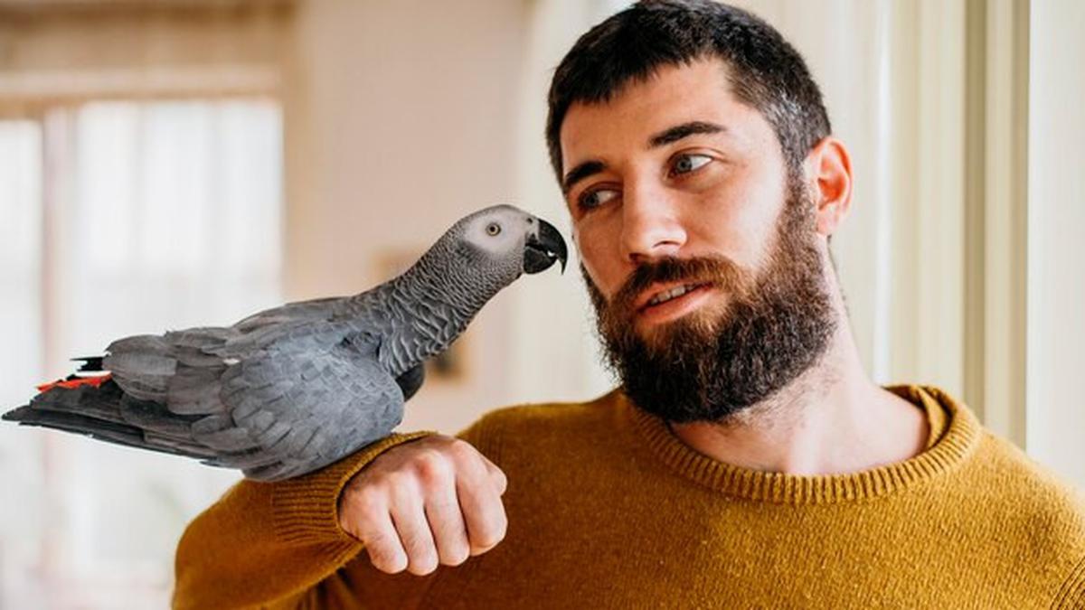 Makna Di Balik Mimpi Memelihara Burung Yang Cantik