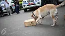 Seekor anjing unit k-9 menemukan barang bukti narkoba saat simulasi di Monas, Jakarta, Selasa (6/12). Pasukan K9 terdiri dari herder (German Shepherd), beagle, Belgian Malinois, dan lain-lain. (Liputan6.com/Faizal Fanani)
