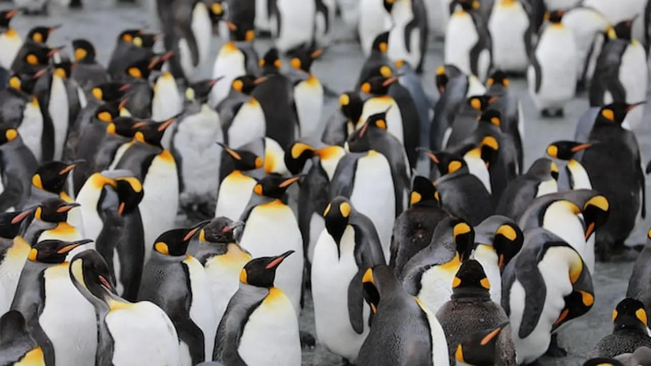 Ilustrasi Penguin Kaisar