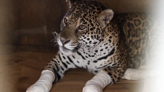 Melihat Kondisi Macan Tutul Korban Kebakaran Hutan di Brasil