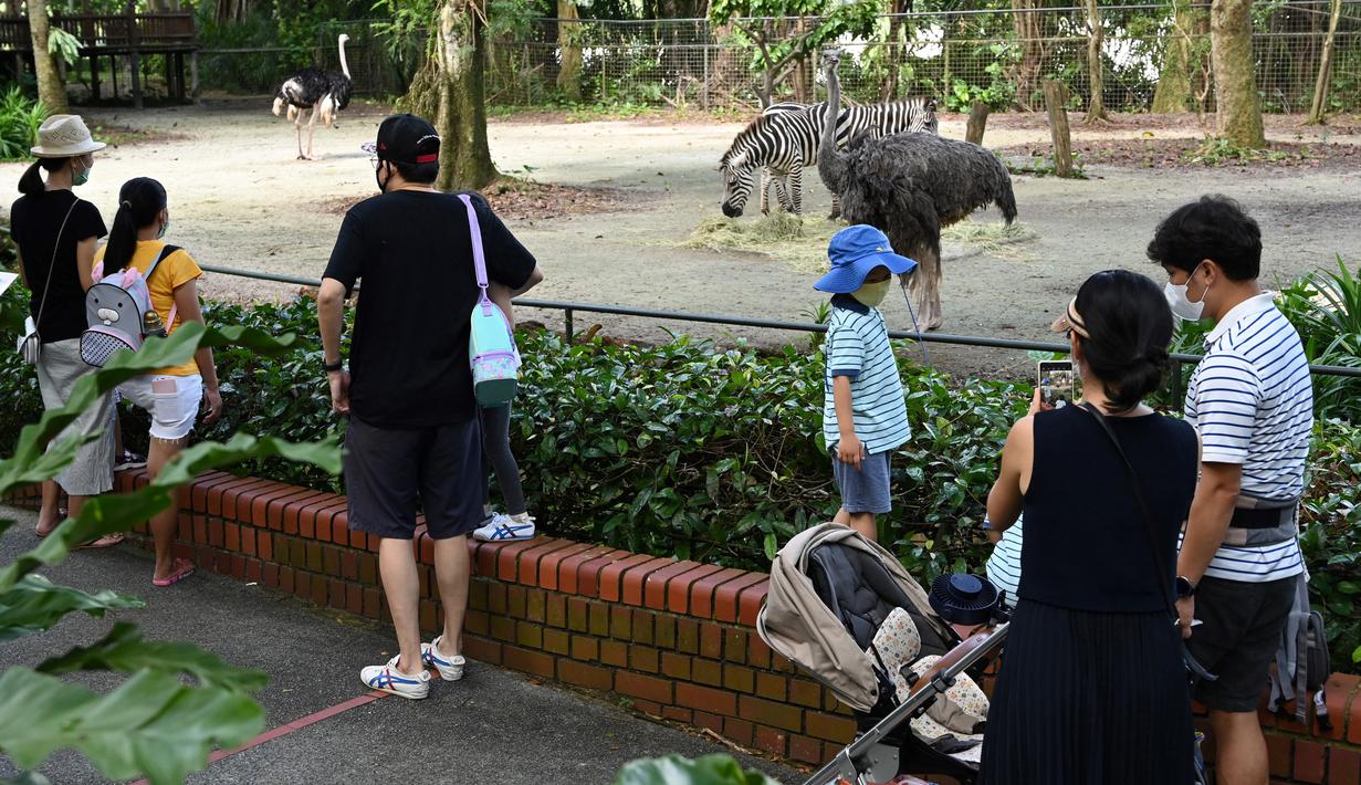 Foto Hewan Kebun Binatang Di Singapura Kembali Sapa Turis Global Liputan6 Com