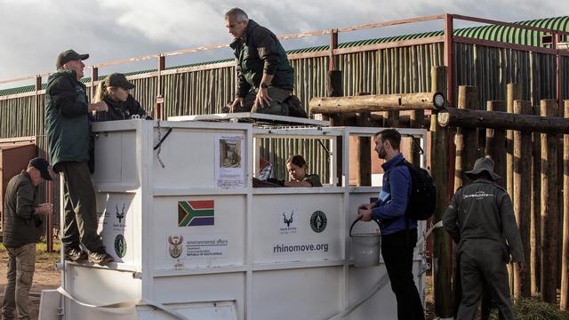 Jaga Populasi, Enam Badak Hitam Dipindahkan dari Afrika Selatan