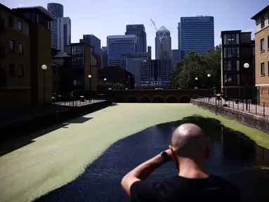 Seorang pria melihat air di dermaga yang tertutup rumput bebek, juga disebut lemnoideae, di tepi sungai Thames, di Pulau Anjing, menghadap distrik Canary Wharf, di London, pada 25 Juni 2023 saat suhu naik. (AFP/HENRY NICHOLLS)