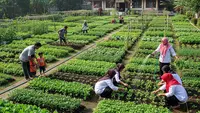 7 Ide Kebun Sayur di Balai Desa untuk Kebutuhan Warga, Solusi Pangan dan Peningkatan Gizi Masyarakat