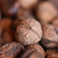 Ilustrasi Kenari (Foto: unsplash.com/Luca Volpe)