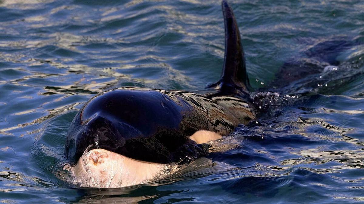 Video Jessica Radcliffe Tewas Diserang Orca Hanya AI, tapi Pernah Ada Dua Kejadian Nyata Serupa