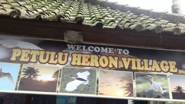 Burung Kokokan