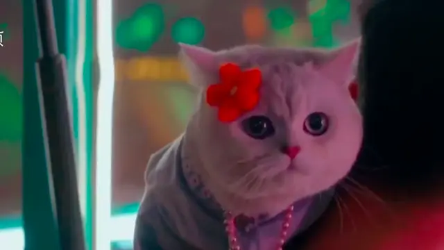 Potret Gemas Mao Mao, Model Kucing yang Dapat Upah Hingga Rp 22 Juta Sekali Tampil. (Sumber: Odditycentral)